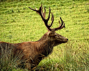 buck on grass field photograph