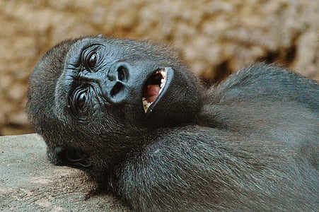 black monkey lying on ground