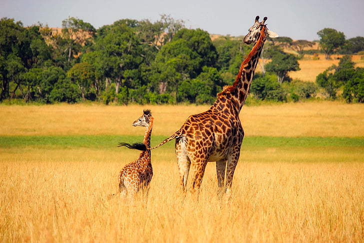 giraffe beside calf on dry grass land during daytime