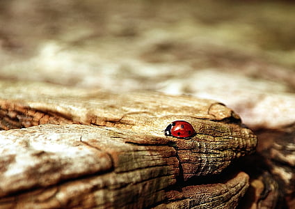 black and red Lady Bug on brown wood
