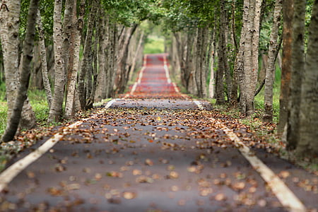 dry leaves on road