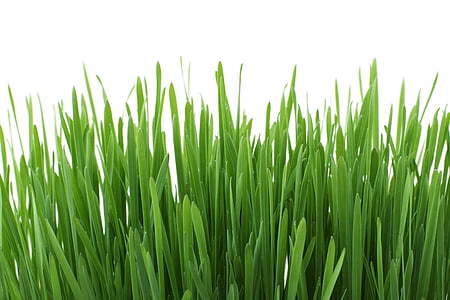 photo of green grass
