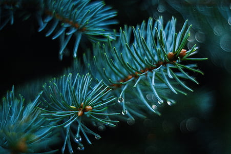 selective photography of pine tree leaf