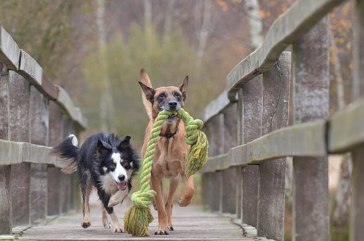 Belgian malinois biting a rope beside a long-coated white and black dog