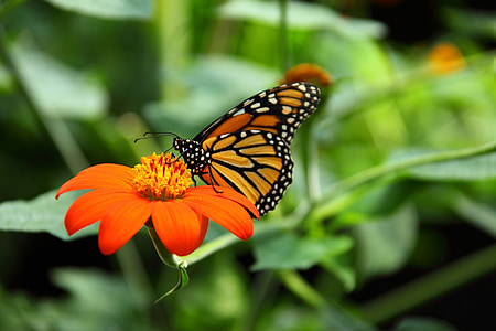 monarch butterfly on red petaled flower
