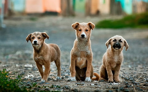three short-coated brown puppies on street during daytime