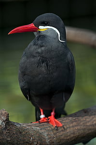 black and red bird during daytime