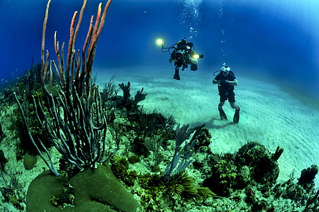 two divers on ocean bottom takes picture of coral reefs during daytime