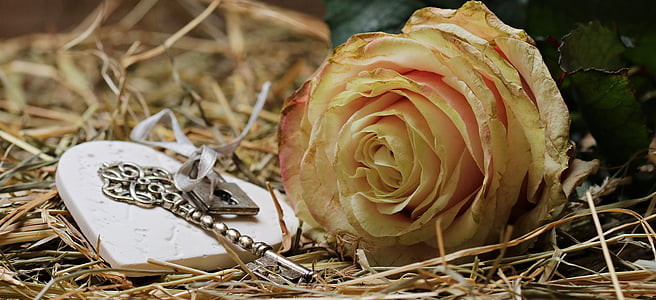 yellow rose flower beside silver-colored skeleton key and silver-colored padlock on withered grasses