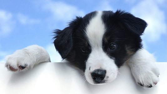 white and black border collie puppy