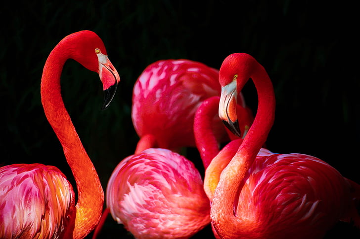 four Flamingos