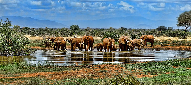 group of elephants on body of water at daytime
