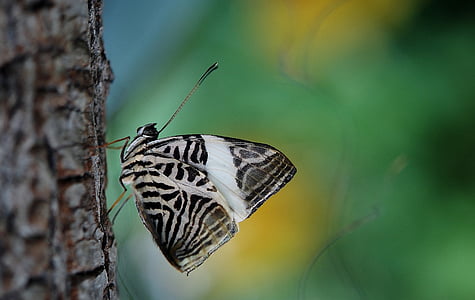 white and black butterfly on brown tree branch