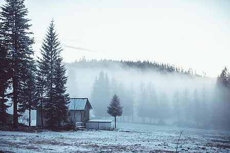 house surrounded by trees covered by fog