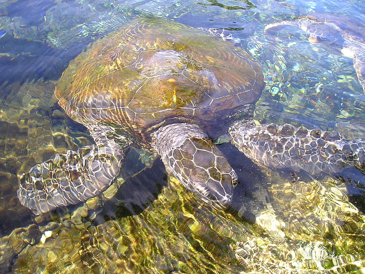 brown and gray turtle on body of water