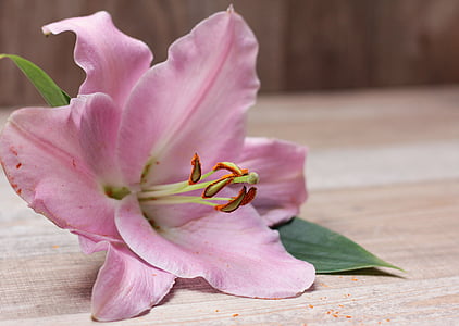 pink flower laying on the floor