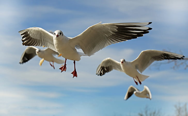 photo of four flying seagulls