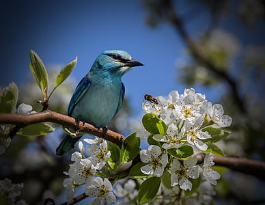 blue bird perch on branch of tree