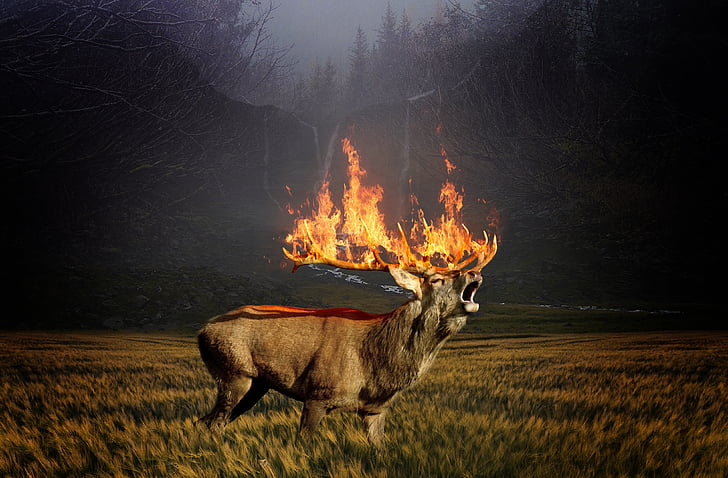 deer with burning antlers