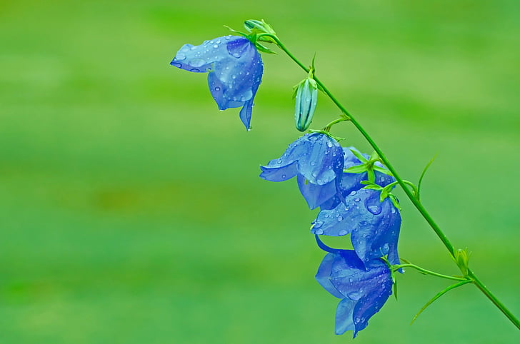 blue petaled flowers with dew drops