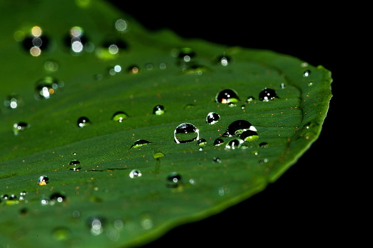 macro photography of water drops on green leaf plant