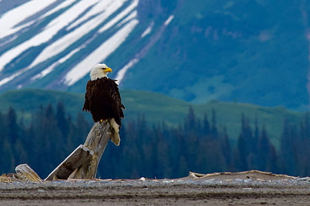 bald eagle perching on gray wood log