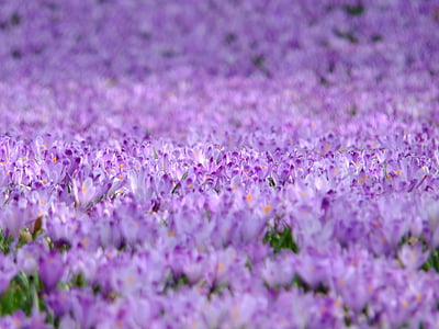 purple crocus flower field