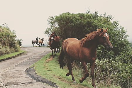 five horses on green grass fields