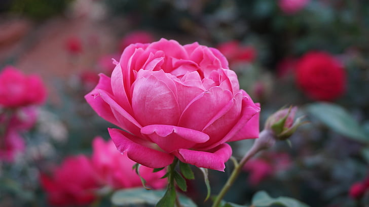 pink multi-petaled flower closeup photography