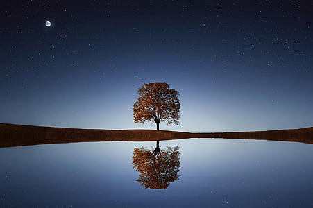 body of water with tree under full moon