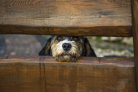 long-coated tan puppy peeping in between brown wooden fence