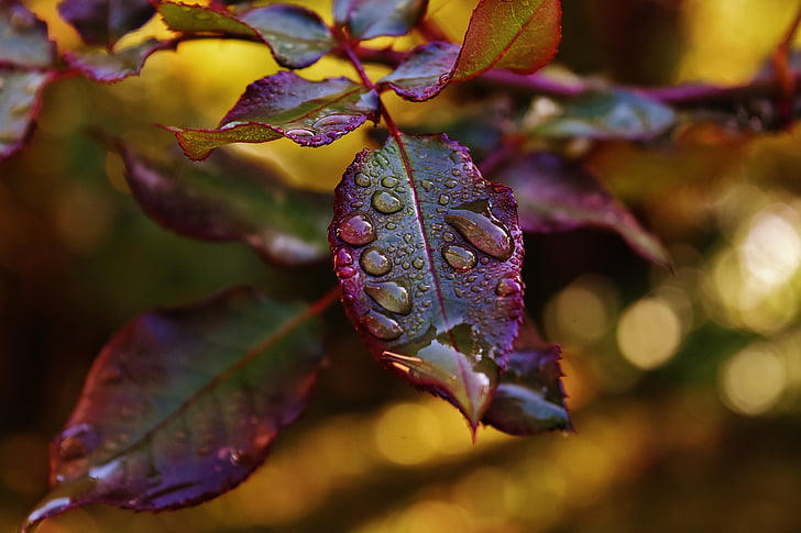 water dew on purple and green rose leaves