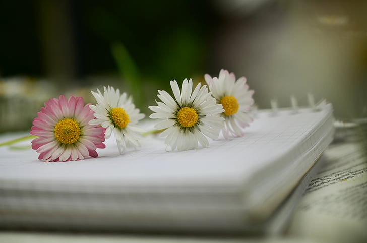 white and pink daisies on white notebook in shallow focus photography