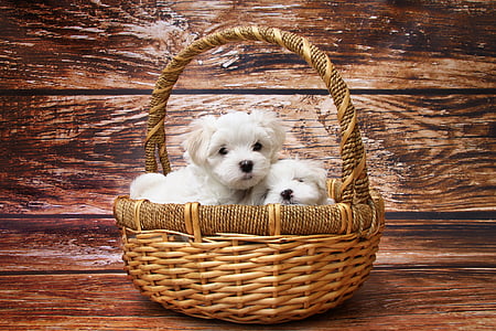 two short-coated white puppies on brown wicker basket