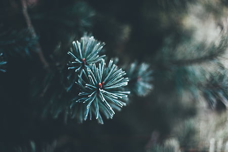 close up photography of pine tree