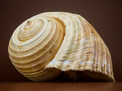white and brown seashell