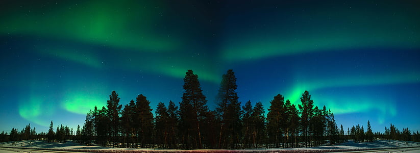 northern lights above trees panorama photography