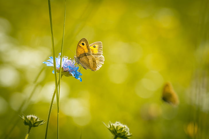 selective focus photo of yellow butterfly on blue broad petaled flower