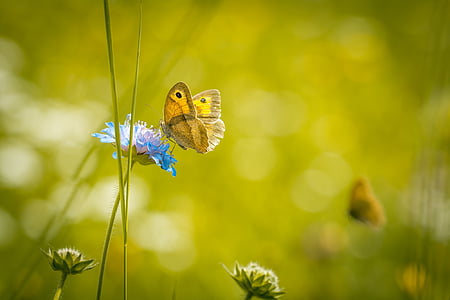 selective focus photo of yellow butterfly on blue broad petaled flower