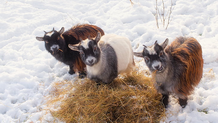 two brown and one white goat beside hay on snow