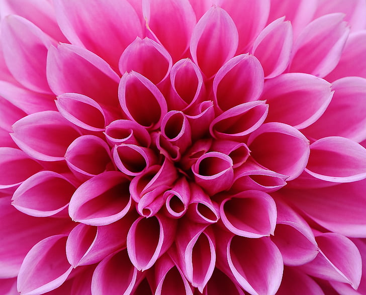 closeup photo pink petaled flower