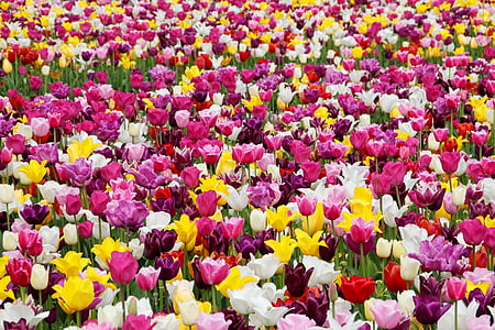 assorted-color tulip flower field during daytime