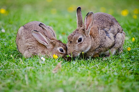 two brown rabbits