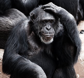 chimpanzee scratching head