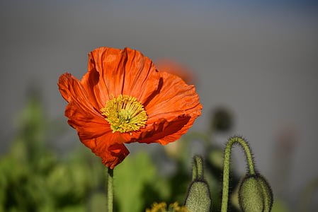 red poppy flower in closeup photography