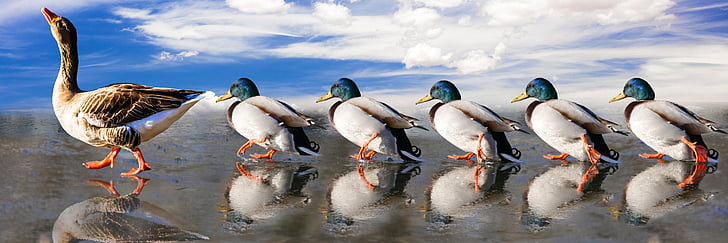 group of mallard ducks walking on beach shore