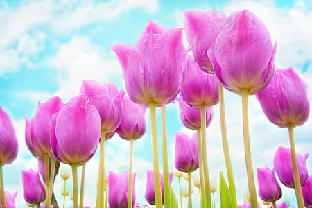 pink tulip flower field wallpaper