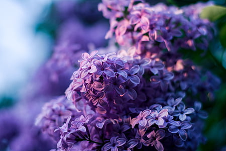 purple lilacs selective-focus photography