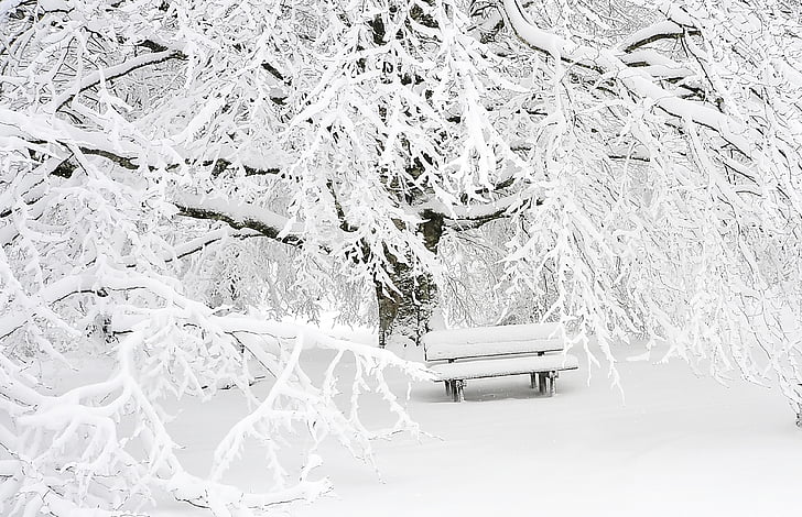 snow covered tree and bench during winter