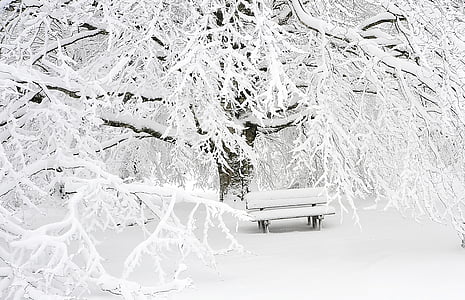 snow covered tree and bench during winter